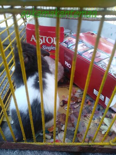 Tips Memelihara Hamster Agar Menjadi Pundi-pundi Rupiah
