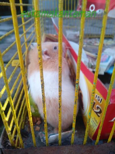 Tips Memelihara Hamster Agar Menjadi Pundi-pundi Rupiah