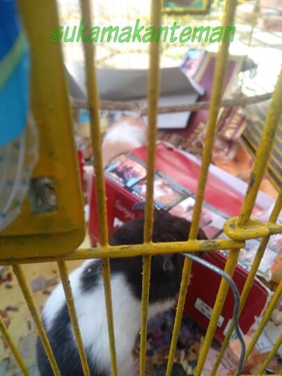 Tips Memelihara Hamster Agar Menjadi Pundi-pundi Rupiah