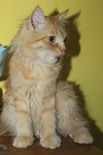 Sayangi Kucing Seperti Sayang Ke Anak Sendiri