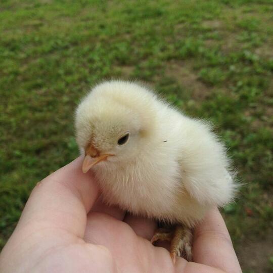 Ayam, Piaraan yang Menolong Ketika Kepepet Soal Uang