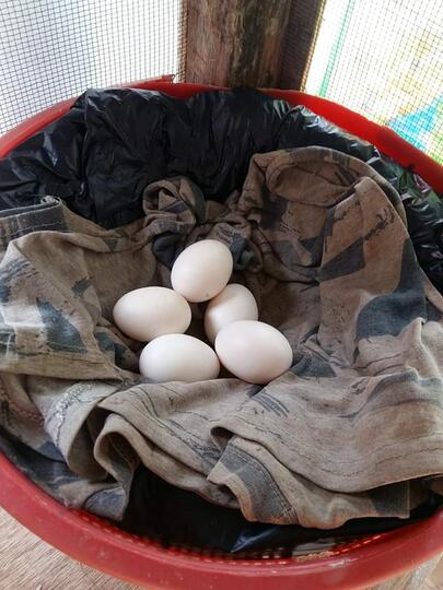 Ayam, Piaraan yang Menolong Ketika Kepepet Soal Uang