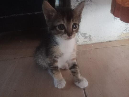 Meuza. Kucing Pelor.
