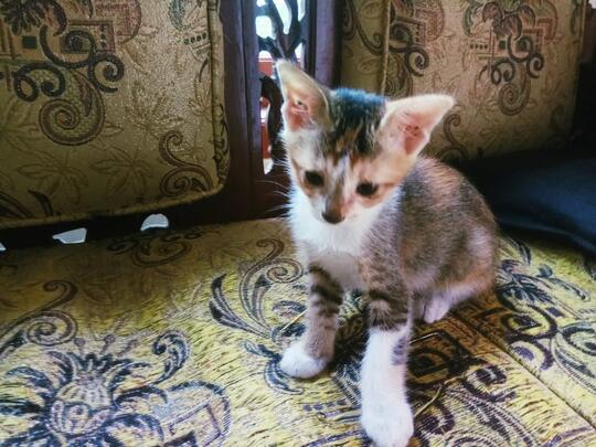 Meuza. Kucing Pelor.