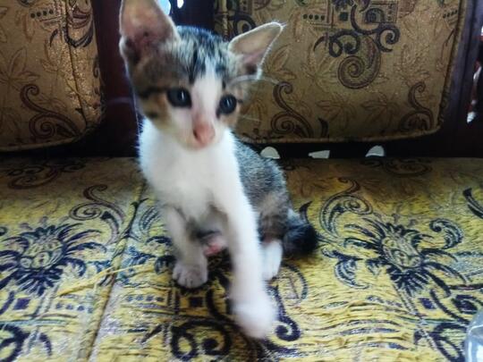 Meuza. Kucing Pelor.