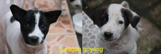 Coka dan coki, si belang yang imut dan menggemaskan
