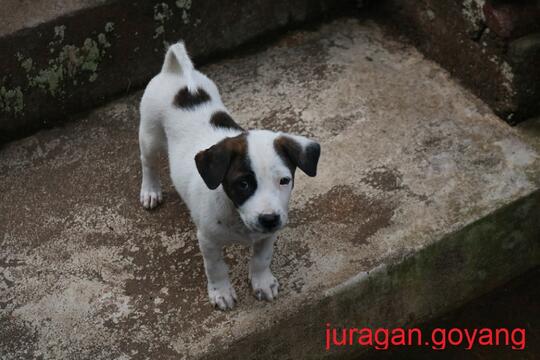 Coka dan coki, si belang yang imut dan menggemaskan