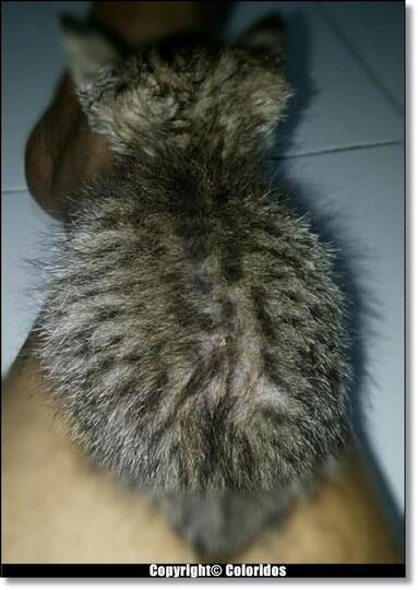 Trio Miaw yang Kurawat Sejak Kecil Hingga Membengkak Seperti Sekarang Ini