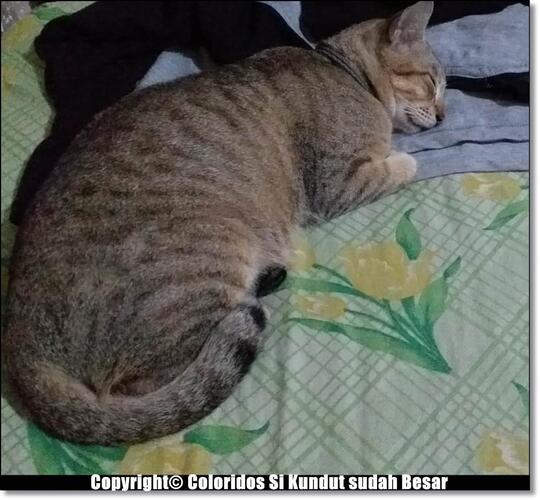 Trio Miaw yang Kurawat Sejak Kecil Hingga Membengkak Seperti Sekarang Ini