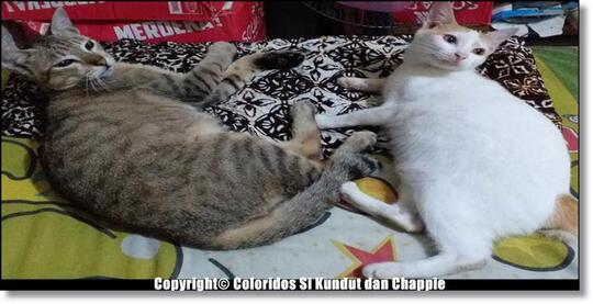 Trio Miaw yang Kurawat Sejak Kecil Hingga Membengkak Seperti Sekarang Ini