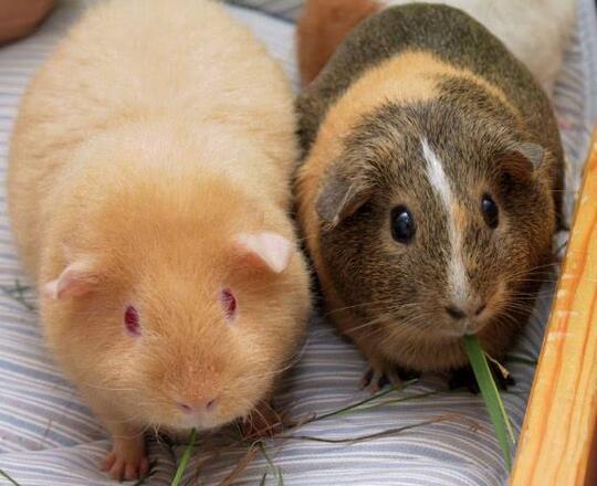 Guinea Pig Yang Lucu Dan Menggemaskan