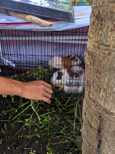 Guinea Pig Yang Lucu Dan Menggemaskan