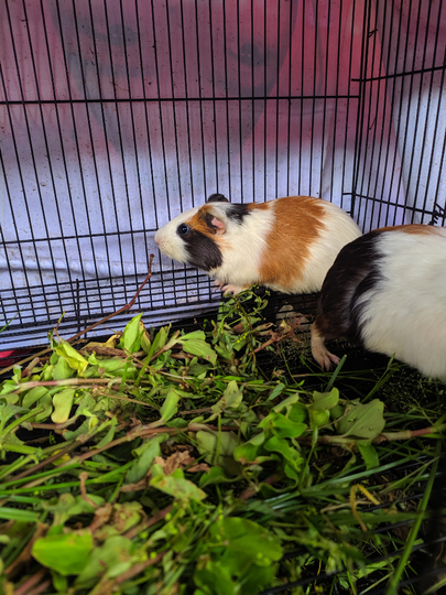 Guinea Pig Yang Lucu Dan Menggemaskan