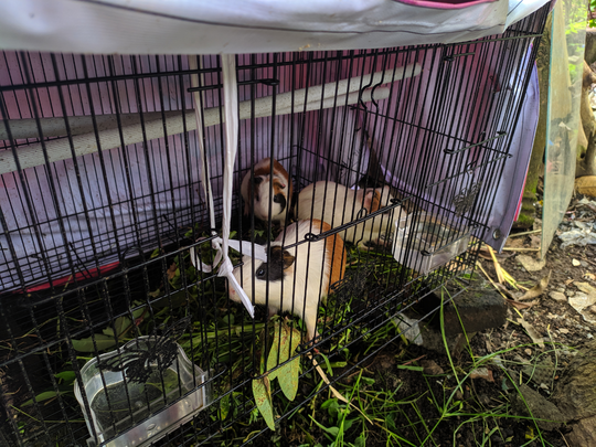 Guinea Pig Yang Lucu Dan Menggemaskan