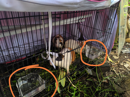Guinea Pig Yang Lucu Dan Menggemaskan