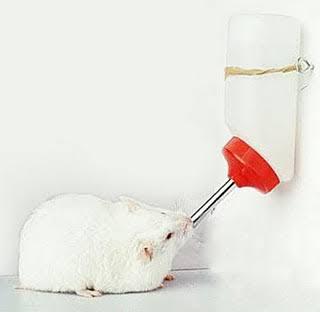 Guinea Pig Yang Lucu Dan Menggemaskan