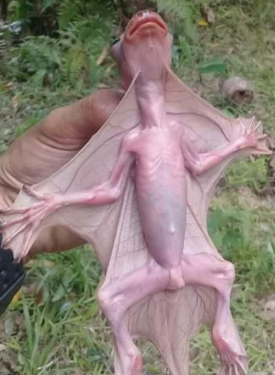 Hanya Katanya....