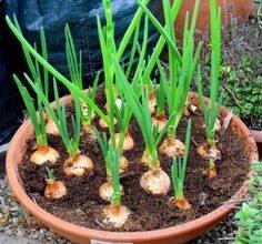 Mulai Hobi Berkebun Dengan 11 Tanaman Termudah Tumbuh. Tetap di Rumah, Ramadan Berkah
