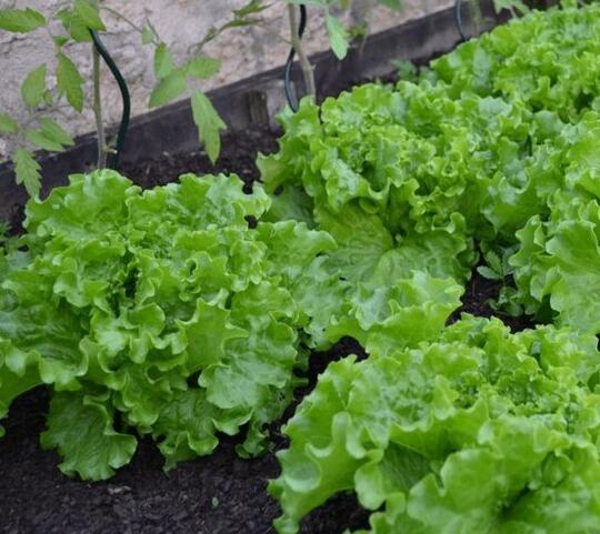 Mulai Hobi Berkebun Dengan 11 Tanaman Termudah Tumbuh. Tetap di Rumah, Ramadan Berkah