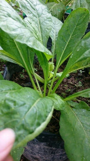 Mulai Hobi Berkebun Dengan 11 Tanaman Termudah Tumbuh. Tetap di Rumah, Ramadan Berkah