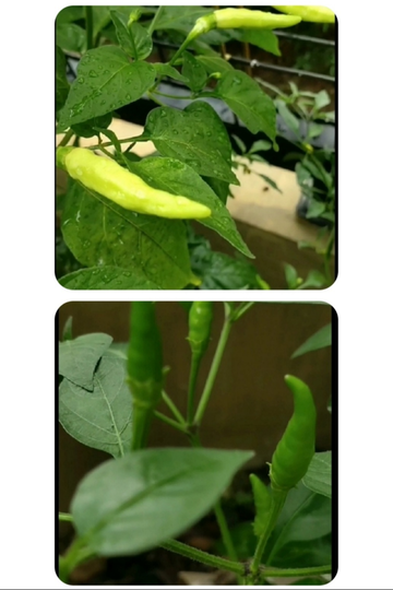 Mulai Hobi Berkebun Dengan 11 Tanaman Termudah Tumbuh. Tetap di Rumah, Ramadan Berkah