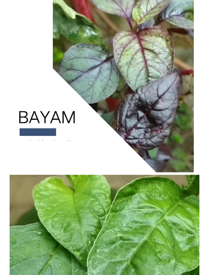 Mulai Hobi Berkebun Dengan 11 Tanaman Termudah Tumbuh. Tetap di Rumah, Ramadan Berkah