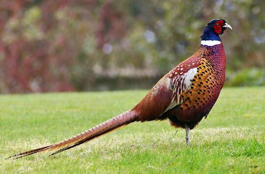 Pheasant Itu Ayam Atau Burung?