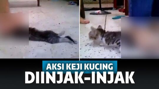 3 Perempuan Pelaku Injak Anak Kucing Sampai Mati Bukan Di Malaysia 