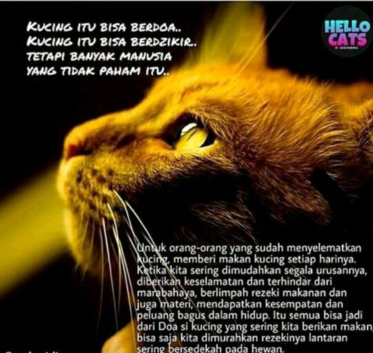 3 Perempuan Pelaku Injak Anak Kucing Sampai Mati Bukan Di Malaysia Page 4 Kaskus