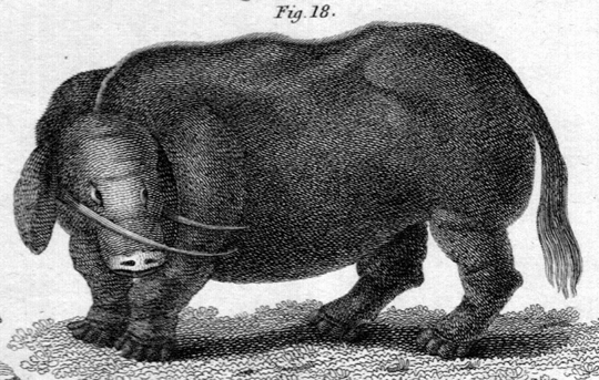Misteri Sukotyro,Babi Yang Memiliki Gading Dari Pulau Jawa