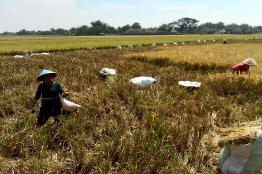 Hayo Ngaku Yang Pernah Ambil Singkong di Kebon Orang Terus Dibakaar di Sawah??!!!
