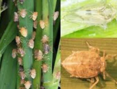 HAMA....MUSUH UTAMA PETANI KITA