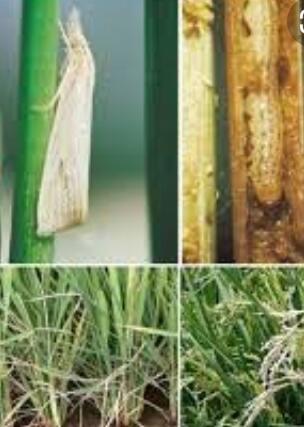 HAMA....MUSUH UTAMA PETANI KITA