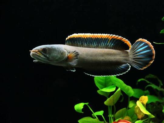 11 Jenis Ikan Snakehead Yang Bagus Untuk Menghiasi Aquarium Anda Dirumah
