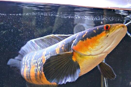 11 Jenis Ikan Snakehead Yang Bagus Untuk Menghiasi Aquarium Anda Dirumah