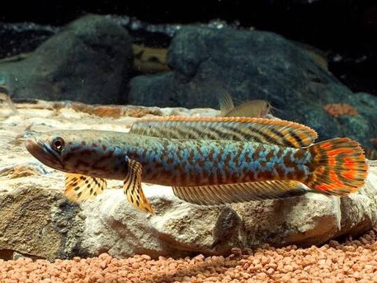 11 Jenis Ikan Snakehead Yang Bagus Untuk Menghiasi Aquarium Anda Dirumah