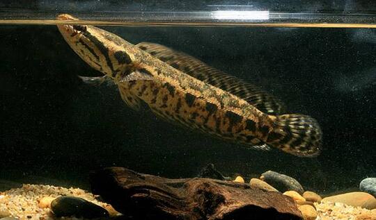11 Jenis Ikan Snakehead Yang Bagus Untuk Menghiasi Aquarium Anda Dirumah