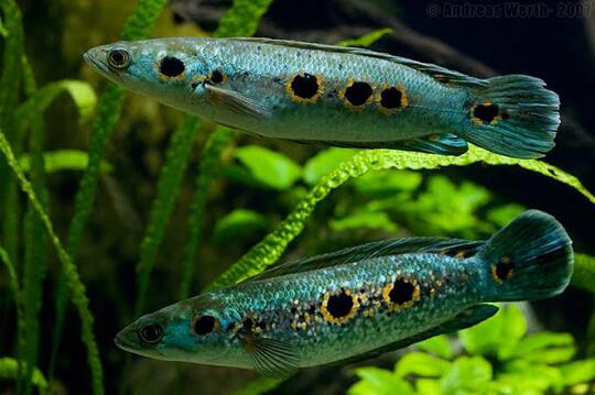 11 Jenis Ikan Snakehead Yang Bagus Untuk Menghiasi Aquarium Anda Dirumah