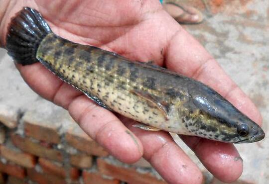 11 Jenis Ikan Snakehead Yang Bagus Untuk Menghiasi Aquarium Anda Dirumah