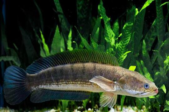 11 Jenis Ikan Snakehead Yang Bagus Untuk Menghiasi Aquarium Anda Dirumah