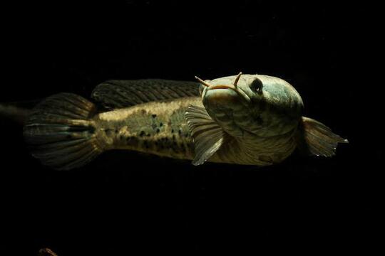 11 Jenis Ikan Snakehead Yang Bagus Untuk Menghiasi Aquarium Anda Dirumah