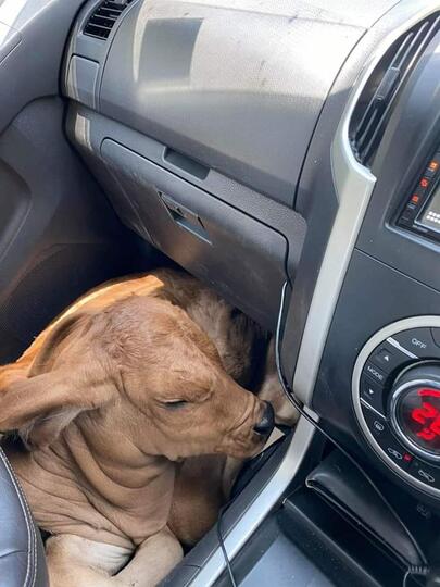 Pria Mabok Ini Selamatkan 'ANJING' Dipinggir Jalan, Yang Ternyata Malah Anak Sapi !