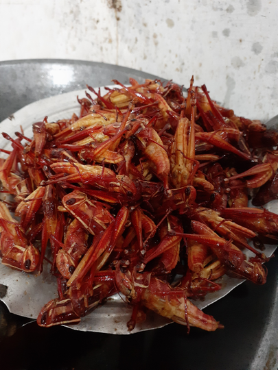 Serangga Ini Mengalahkan Harga Daging. Jangan Kaget Dengan Rasanya, Sangat Nikmat