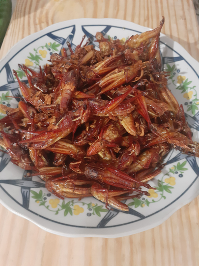 Serangga Ini Mengalahkan Harga Daging. Jangan Kaget Dengan Rasanya, Sangat Nikmat