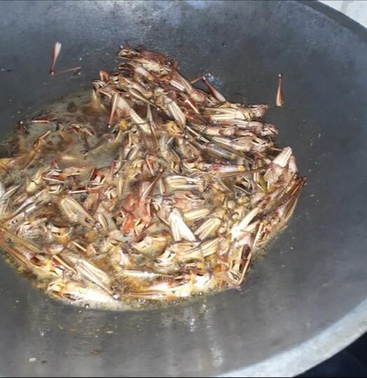 Serangga Ini Mengalahkan Harga Daging. Jangan Kaget Dengan Rasanya, Sangat Nikmat