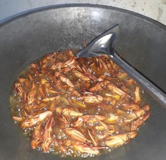 Serangga Ini Mengalahkan Harga Daging. Jangan Kaget Dengan Rasanya, Sangat Nikmat