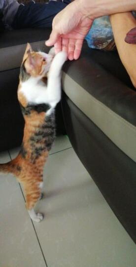 Kucing Aja Minta Maaf Pas Lebaran, Masa Kamu Nggak?