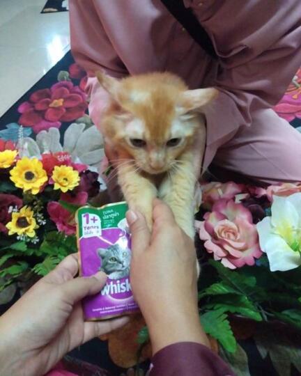 Kucing Aja Minta Maaf Pas Lebaran, Masa Kamu Nggak?