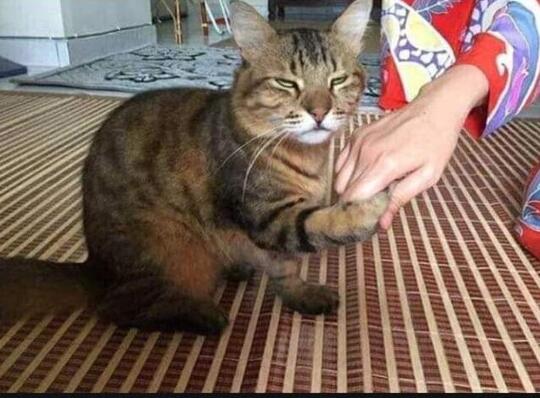 Kucing Aja Minta Maaf Pas Lebaran, Masa Kamu Nggak?
