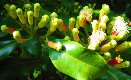 Aneka Rempah-rempah, Sebelum Masak Kenali Dulu Bumbu-Bumbunya